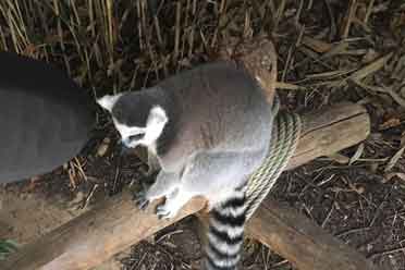 《猫猫的奇幻漂流》幕后特辑曝光 可爱萌宠诞生记！