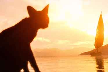 治愈系动画《猫猫的奇幻漂流》曝新海报 2.28上映！