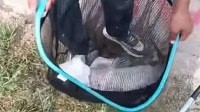 男子钓中20斤大鱼被拉入水中：最后人和鱼都上来了