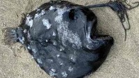 罕见深海生物冲上沙滩 又丑又凶：在日本是顶级美食