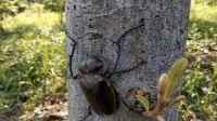 三峡坝区首次发现阳彩臂金龟：濒危物种 以朽木为食