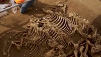 法国墓穴发现2000年前马匹遗骸 很可能是恺撒大帝的高卢战争