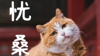 御猫也得做身材管理？故宫猫减肥备战猫王大赛