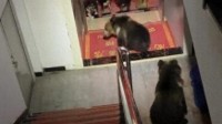 2头黑熊闯入酒店被狗堵在楼道 当地回应：一般不伤人
