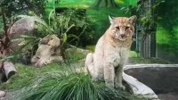 亚洲金猫“阿宅”去世：被称为“最神秘的猫科动物” 比大熊猫还珍贵