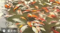 重庆观音桥死亡锦鲤装满三十多个编织袋 警方通报：已送检